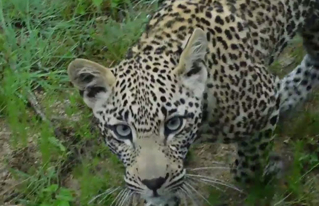 Leopard wandering in Patan Cheru icrisat
