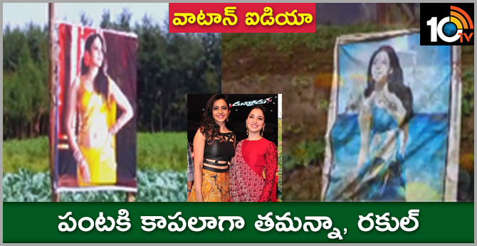 Farmer Great Idea, Heroins Flexies In For Crop Protection