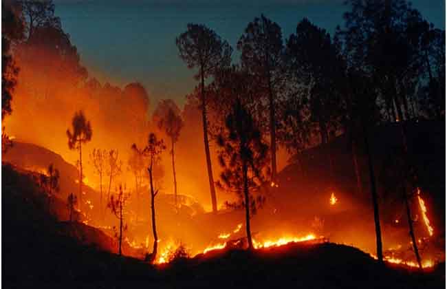 three peoples dead in Madhya Pradesh Hashangabad Forest Wildfire..