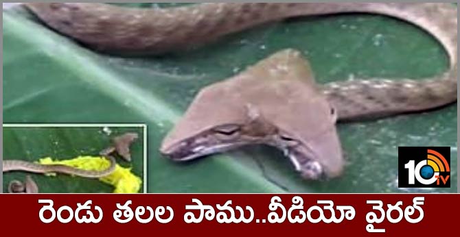 Two-Headed Snake Found in Bali Village, Residents Left Horrified