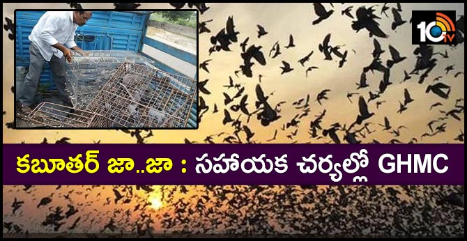 Difficulties with Hyderabad pigeons Health At Risk