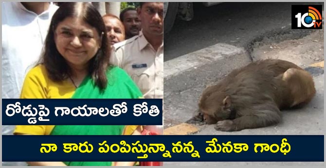 help from maneka gandhi for injured monkey