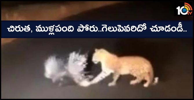 leopard vs porcupine deadly battle video