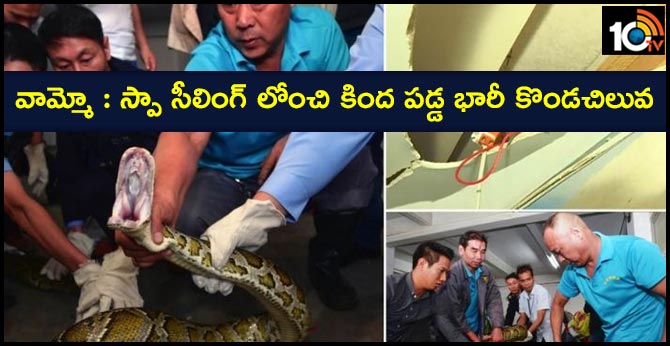 python crashes through ceiling at spa parlour