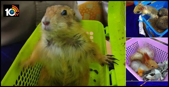 Tamil Nadu: Chennai airport has detained an Indian passenger seized Kangaroo,Rats, Prairie Dogs, Others