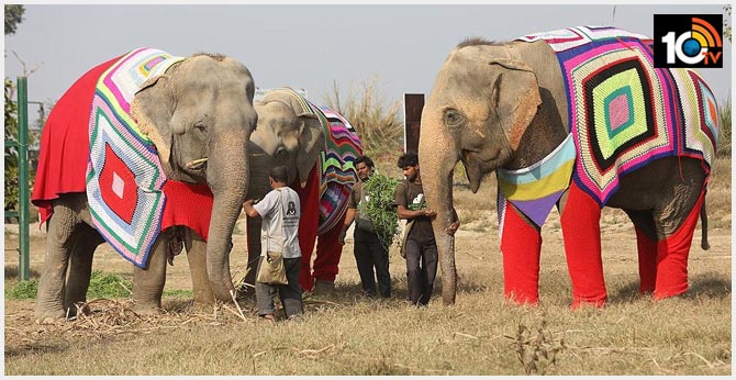 mathura Village knit jumper for Indian elephants
