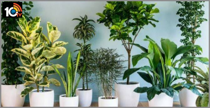 Desk Plants Can Reduce Stress