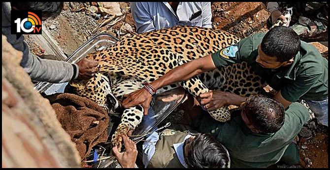 Leopard on terrace of Shadnagar house captured