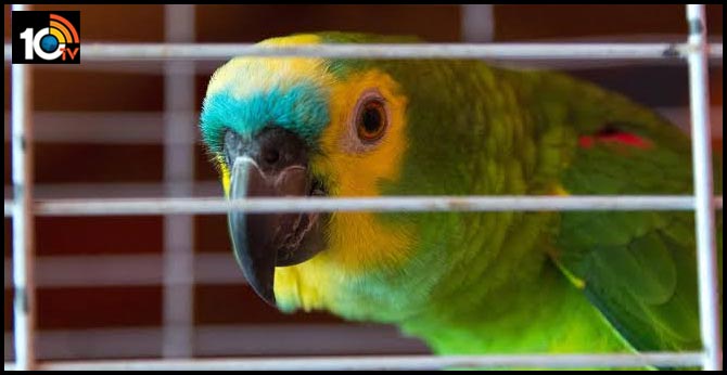 Parrot's chilling 'let me out' cries prompt 911 call, police visit to Florida man's house