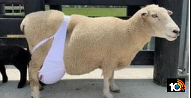 sheep in a bra surprises many. But there’s a reason behind it