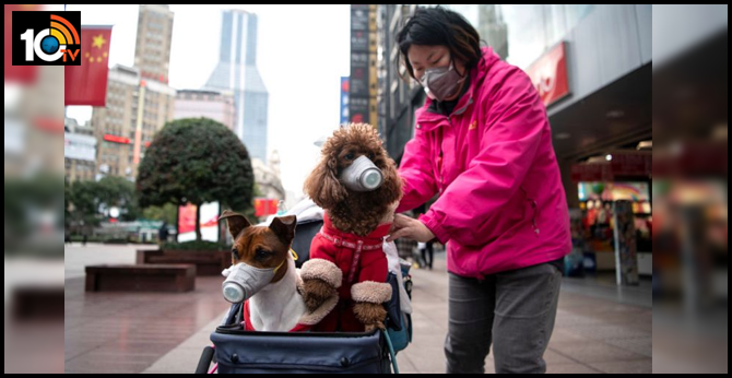 Coronavirus Patient’s Pet Dog Tests Positive for ‘Low Level’ of Virus