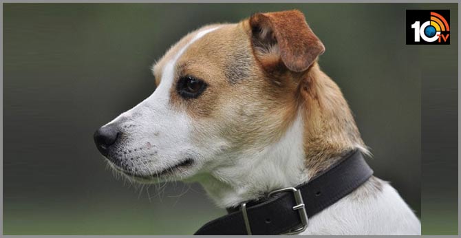 Army Officer Dies While Trying to Save His Dog From Fire