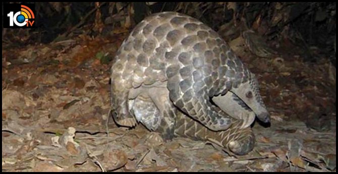 Coronavirus found in pangolins smuggled into China: Study
