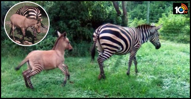 In Africa, A Zebra Had An Affair With A Donkey And Gave Birth To A Zonkey!