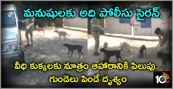 For Humans It's Siren, For Strays A Call For Food
