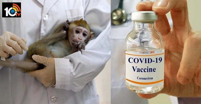 China’s first COVID-19 vaccine test shows success, protects Indian monkeys from coronavirus