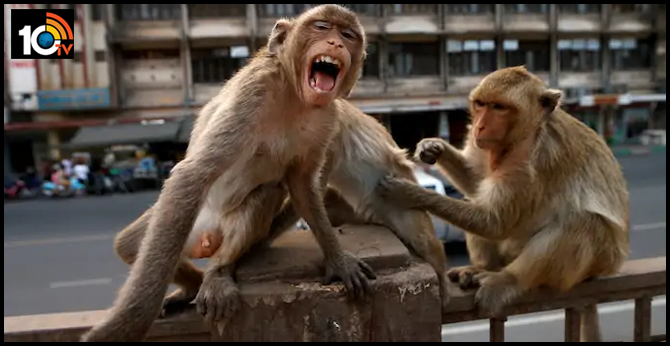 Monkeys escape with COVID-19 samples after attacking lab assistant