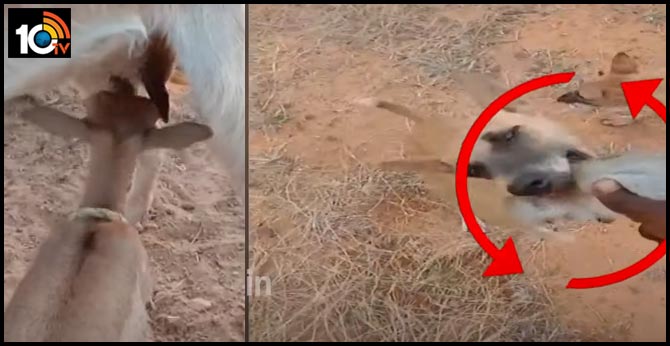 Shepherd Tick Talk Video with Wild creatures