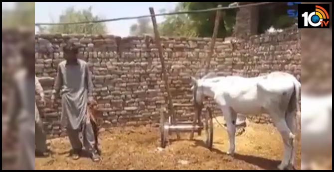 Donkey arrested for participating in a gambling racing in Rahim Yar Khan