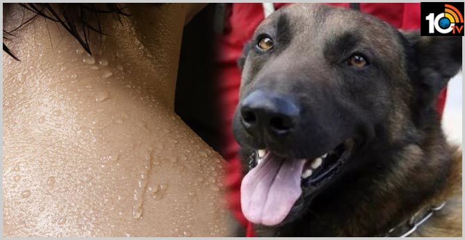 Dogs Trained to Sniff Out COVID-19 Human Sweat Samples