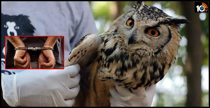 11 detained for running nexus of sacrificing Indian eagle