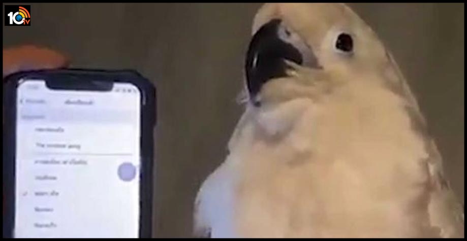 a-parrot-dance-with-cellphone-ringtones