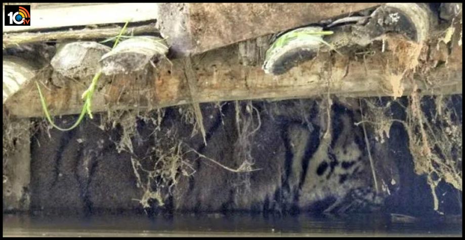 tiger-from-assam-kaziranga-national-park-rested-in-a-goat-shed1