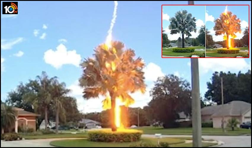 bolt-from-the-blue-strikes-palm-tree-in-florida-america