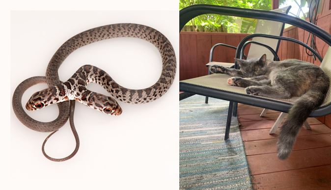 America rear two heads snake