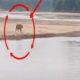 Tigers roam in joint Adilabad district