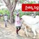 Farmer Ox