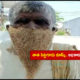 Mahaboob Nagar Old Man