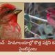 Rosefinch Bird Avian Species Count Reaches 1340 As New Bird Found In Himalayas