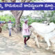 Two Sons Of Farmer Pulling Bullock Cart Instead Of Bulls