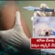 Chile Vets Fined For Giving Dog Vaccines Against Covid 19