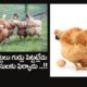 Poultry Farmer Chickens Complain That They Are Not Laying Eggs
