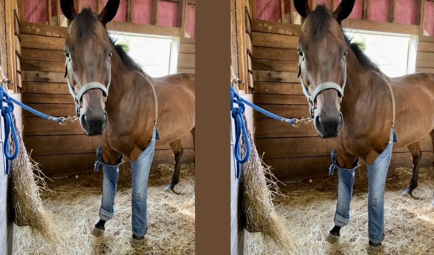 Viral Pic జీన్స్ ప్యాంట్ వేసుకున్న గుర్రం.. Horse wearing jeans pants