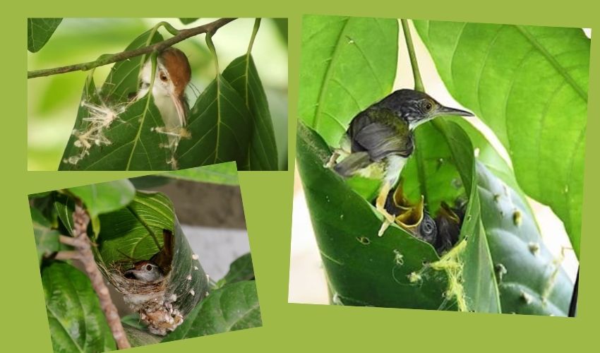 Tailor Bird సూది,దారంతో గూడు కట్టుకుంటున్న బుల్లిపిట్ట.. Tailor bird